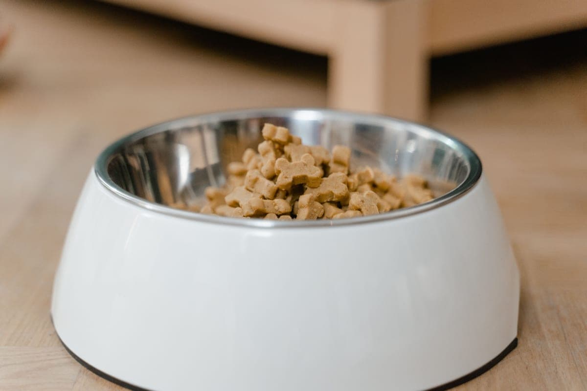 Stainless steel pet bowl photographed straight-on