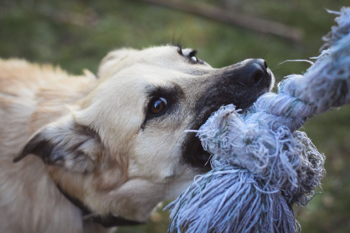 Durable rubber-like dog toy on a plain surface