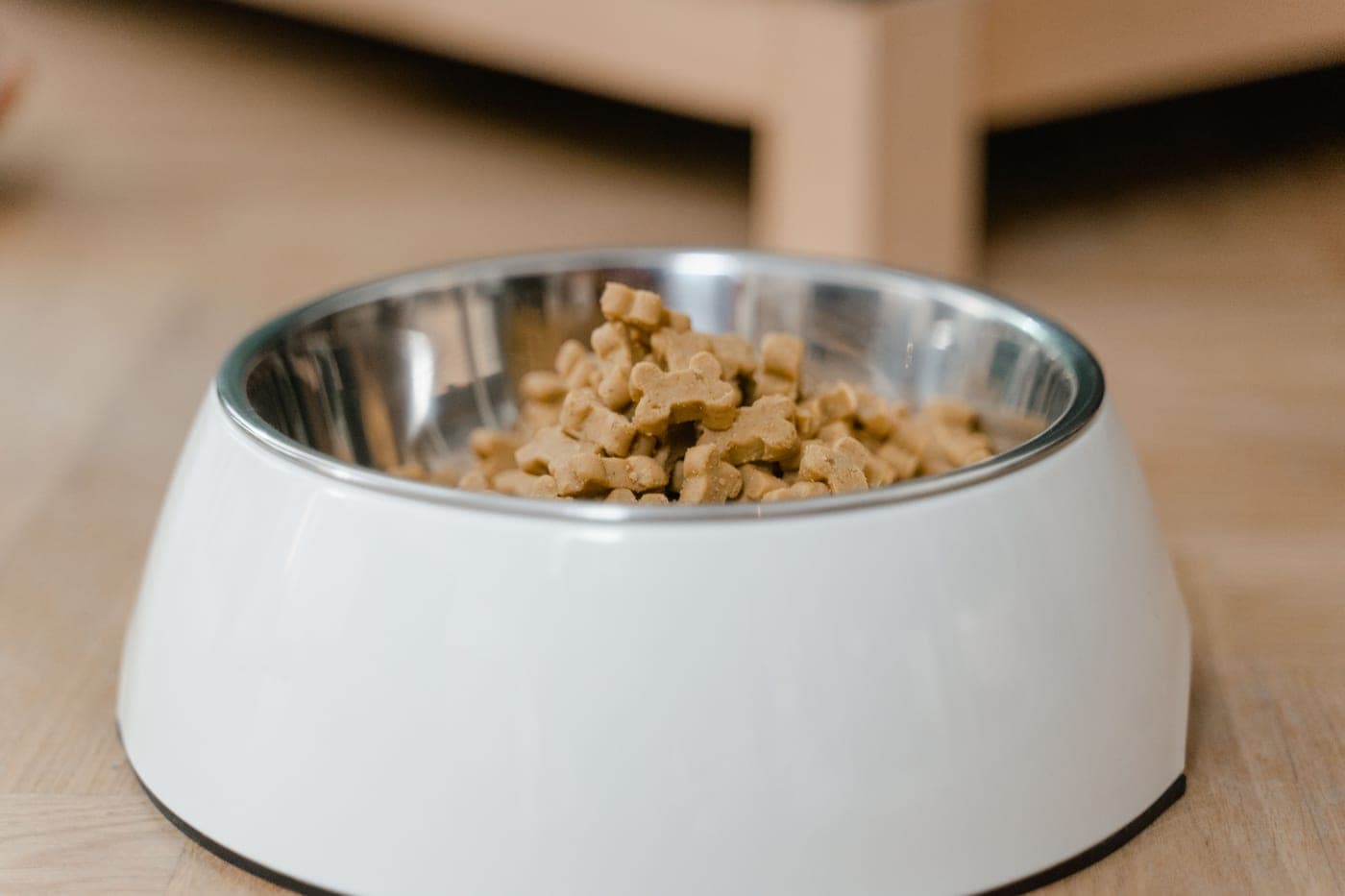 Stainless steel pet bowl photographed straight-on