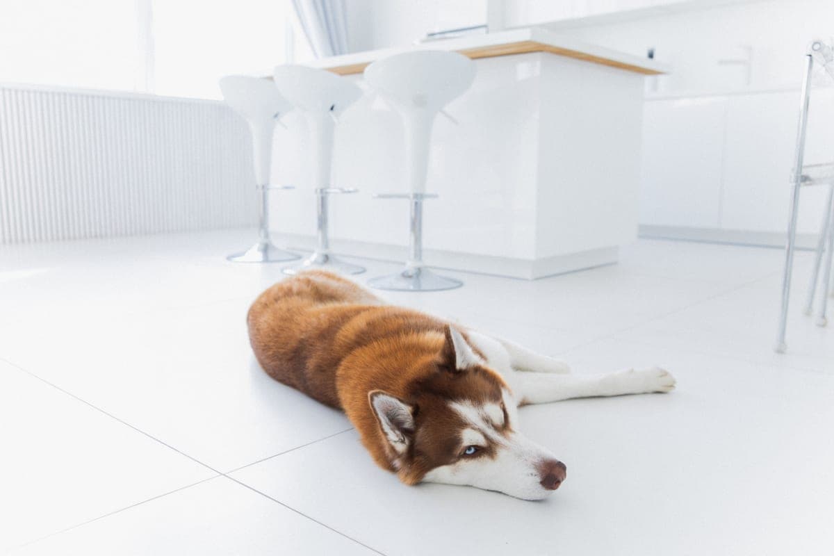 Dog lying on a clean hard floor